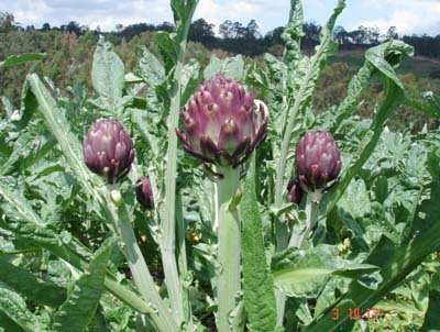 Flor e folhas da alcachofra