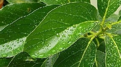 Imagem da folha do abacateiro Receita natural de Chá de folha do abacateiro
