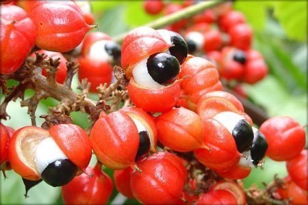 Os vários benefícios do consumo do guaraná! Consumo do guaraná