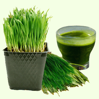 Tome as precauções necessárias antes de começar o consumo do trigo verde! Consulte um especialista antes de mudar sua dieta