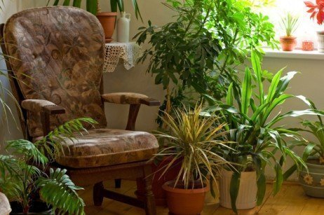 Vale a pena ter plantas dentro de casa? Plantas dentro de casa