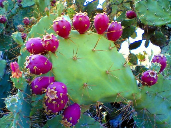 Quais são as propriedades da Opuntia ficus? Propriedades da Opuntia ficus indica para a saúde