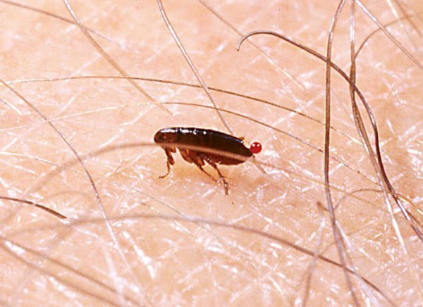 Como matar todas as pulgas? Como eliminar as pulgas de um ambiente