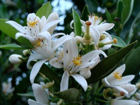 Flores de laranjeira