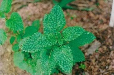 Receita natural de Chá calmante