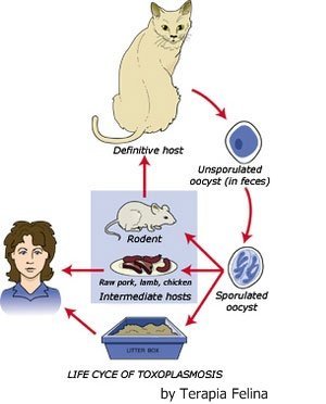 Diferenças da toxoplasmose