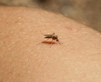 Cuidados com alergias a insetos