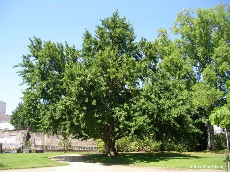 Uma planta perigosa