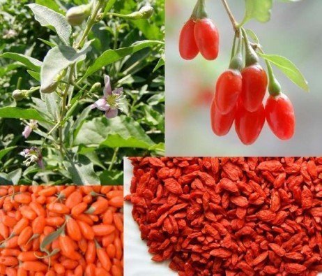 Plantando goji berry