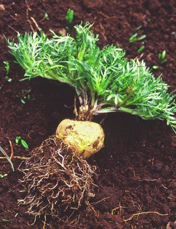 Um rabanete diferente para sua salada! Consumo puro da maca