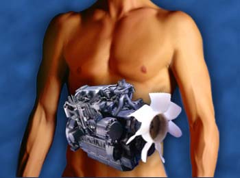 O metabolismo como motor do seu organismo