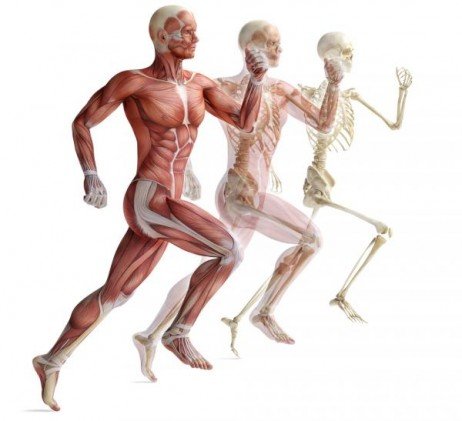 Evitando a atrofia muscular