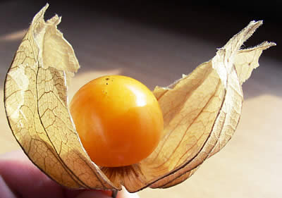 Usos possíveis para o Physalis