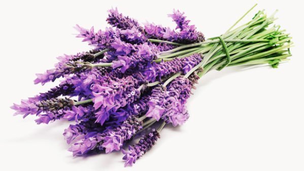 Lavanda e seus benefícios
