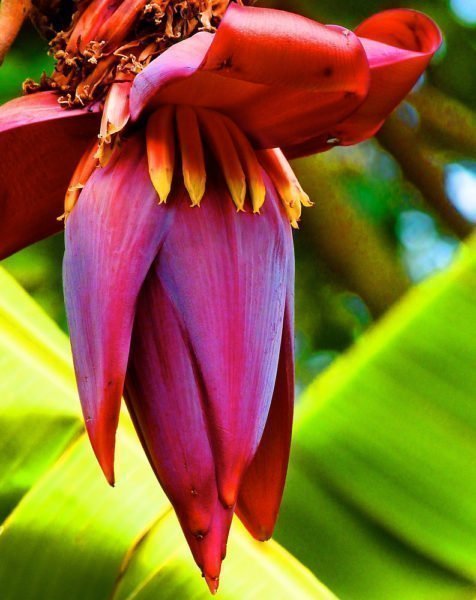 Flor de bananeira e seu consumo
