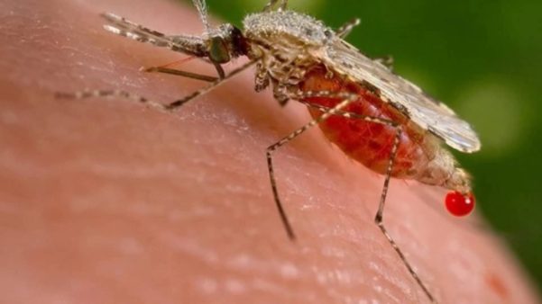Doenças e mosquitos