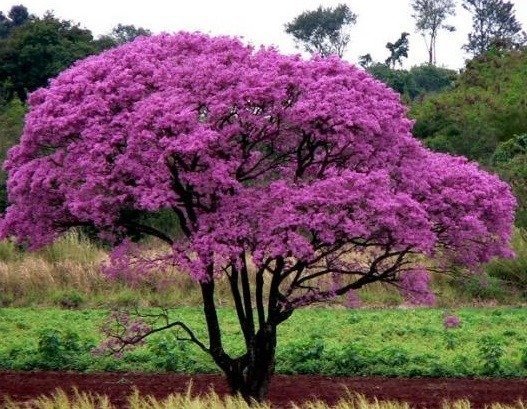 Ipê roxo
