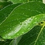 Chá de folha do abacateiro – Receita natural