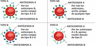 Como saber meu tipo sanguíneo? Onde anotar isto? - Saúde Melhor