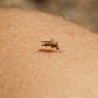 Alergia a mosquitos e abelhas? Veja como solucionar este problema!