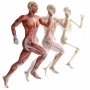 Atrofia muscular – Tratamento, sintomas e como evitar!
