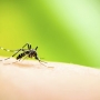10 dicas para ajudar na recuperação da dengue!