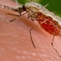 10 doenças transmitidas por mosquitos
