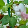 Quais os benefícios da folha de algodão?